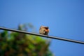 Fulvetta bird on the power cord Royalty Free Stock Photo